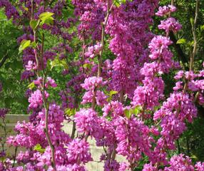 Cercis siliquastrum