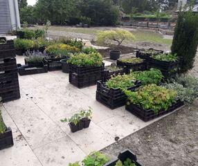 Stauden und Gehölze bereit zum Pflanzen