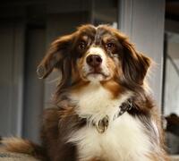 Aki - Bürohund