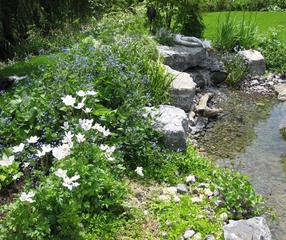 Uferbepflanzung am Schwimmteich