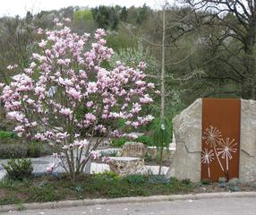 Magnolienblüte