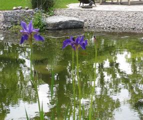 Iris am Teich