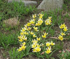 Wildtulpen